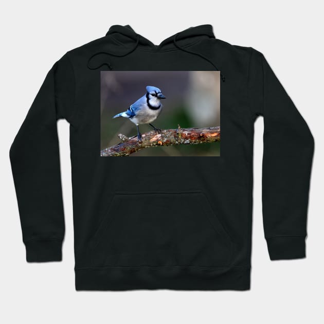 Blue Jay Hoodie by Jim Cumming